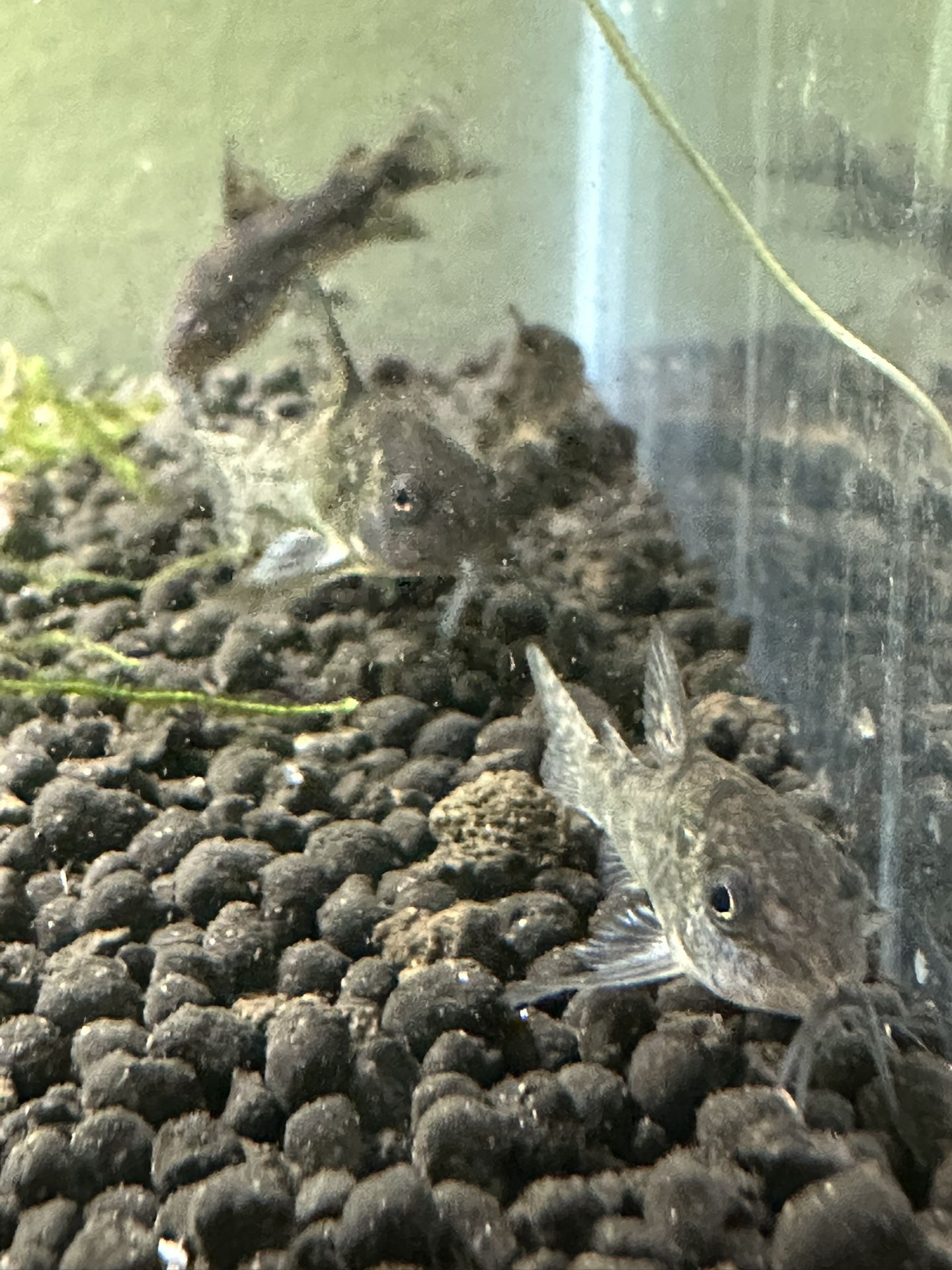 Aquarium Decor