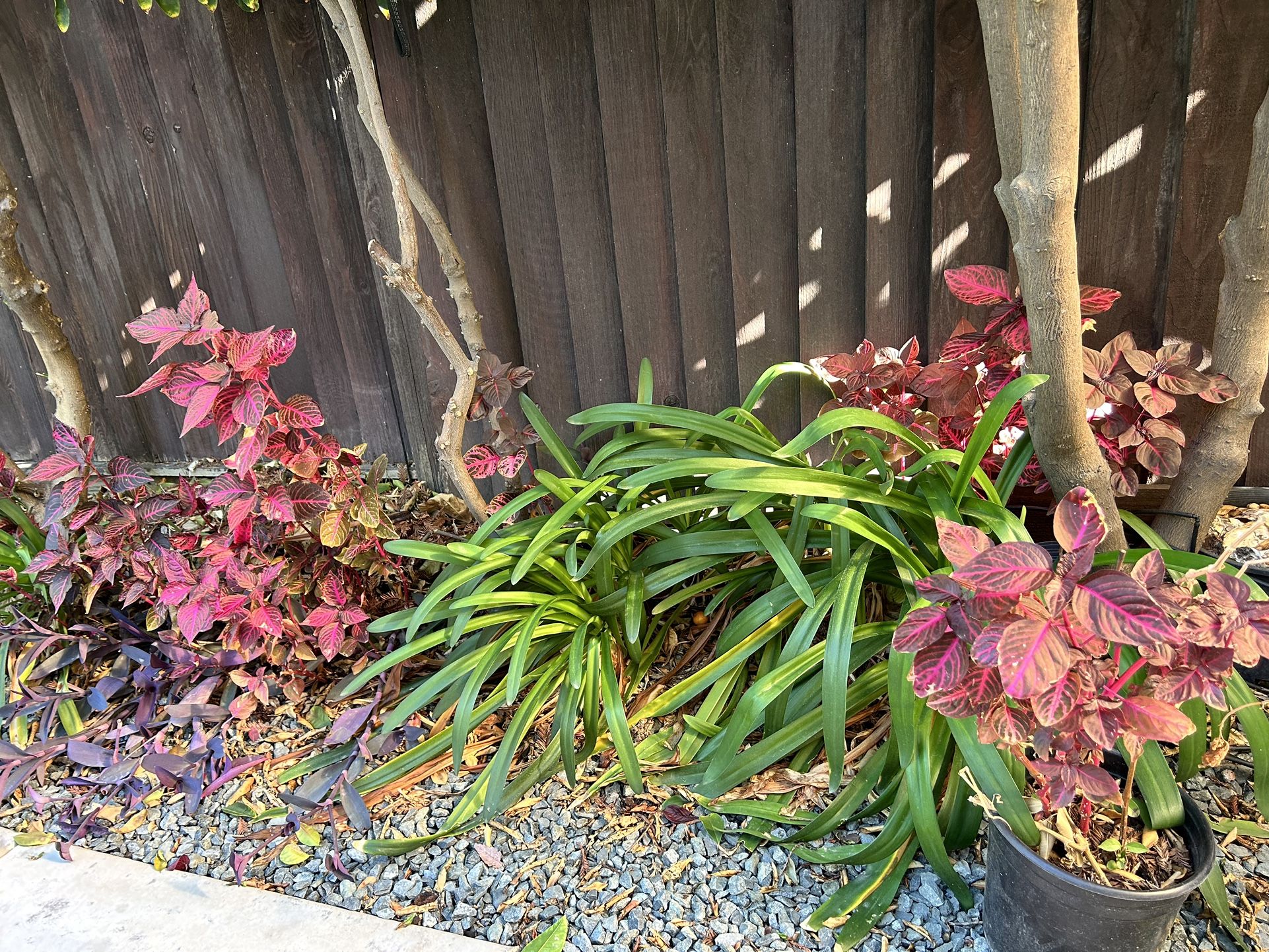 Plants