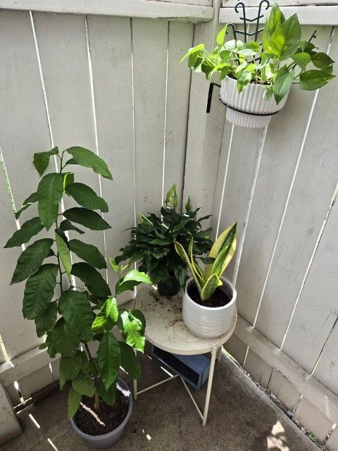 Plant Bundle