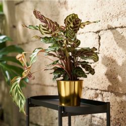 3  IKEA Small golden pots - great to plant herbs or small plants