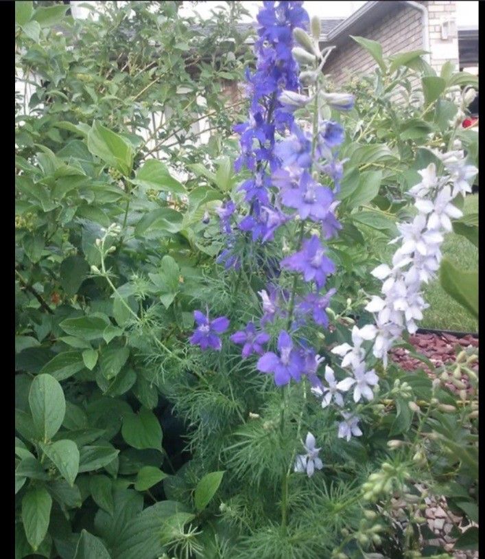 Larkspur Perennial for Sale in Wood Dale, IL OfferUp