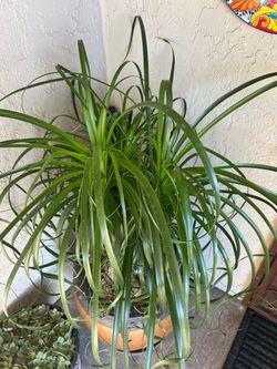 Ponytail Palm
