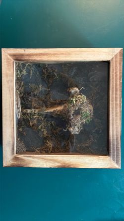 Framed Taxidermy Shadow Box with Moss