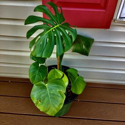 monstera plant