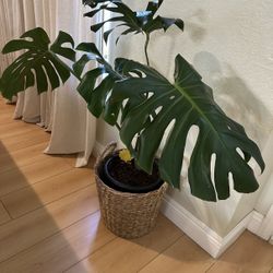 Indoor Plants With Pot