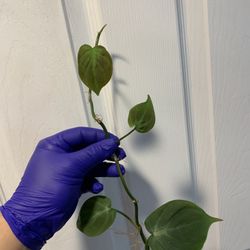 Philodendron camposportoanum