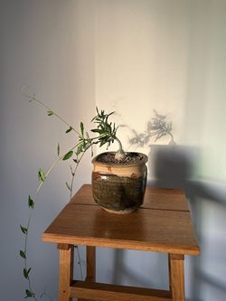 Indoor Plant ( Fockea Crispa)