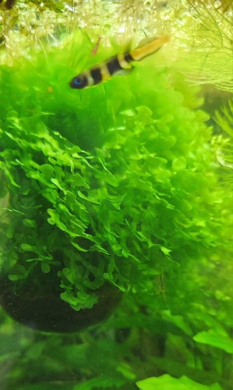 Aquarium Plants - Floating - Subwassertang - Water Spangle, Salvinia Minima