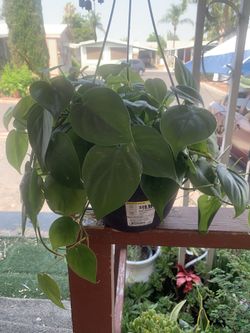 Planta De Interior Bonita Y Muy Saludable