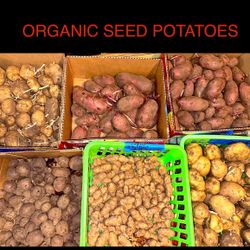 POTATO SEEDS ORGANIC To PLANT💯 from our Local Puyallup Farm. GET THESE RARE HARD TO FIND SEEDS POTATOES IN THE GROUND NOW . (THEY WILL GO FAST) .limi