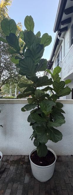 Plant