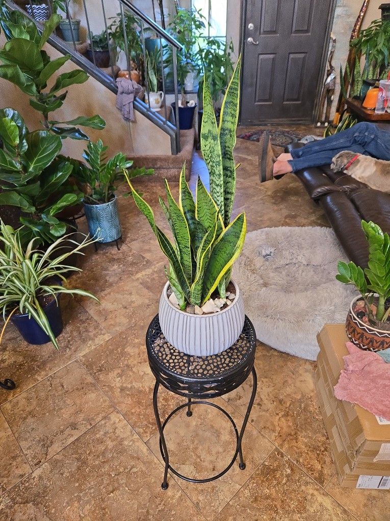 Sansevieria Snake Plants In New 8in Wide Ceramic Pot With Shells And Stones 