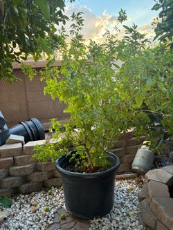 Yellow bells tacoma 24 Gallons