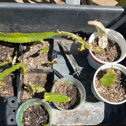 Yellow dragon fruit Cuttings and plants