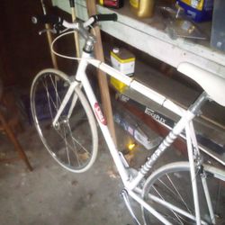 Adult Masi Bike From Eric's Bike Shop