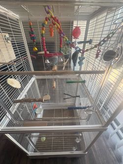 Parakeets and cage for sale