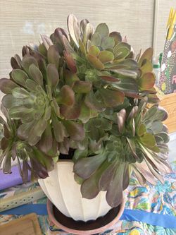 Spring plant