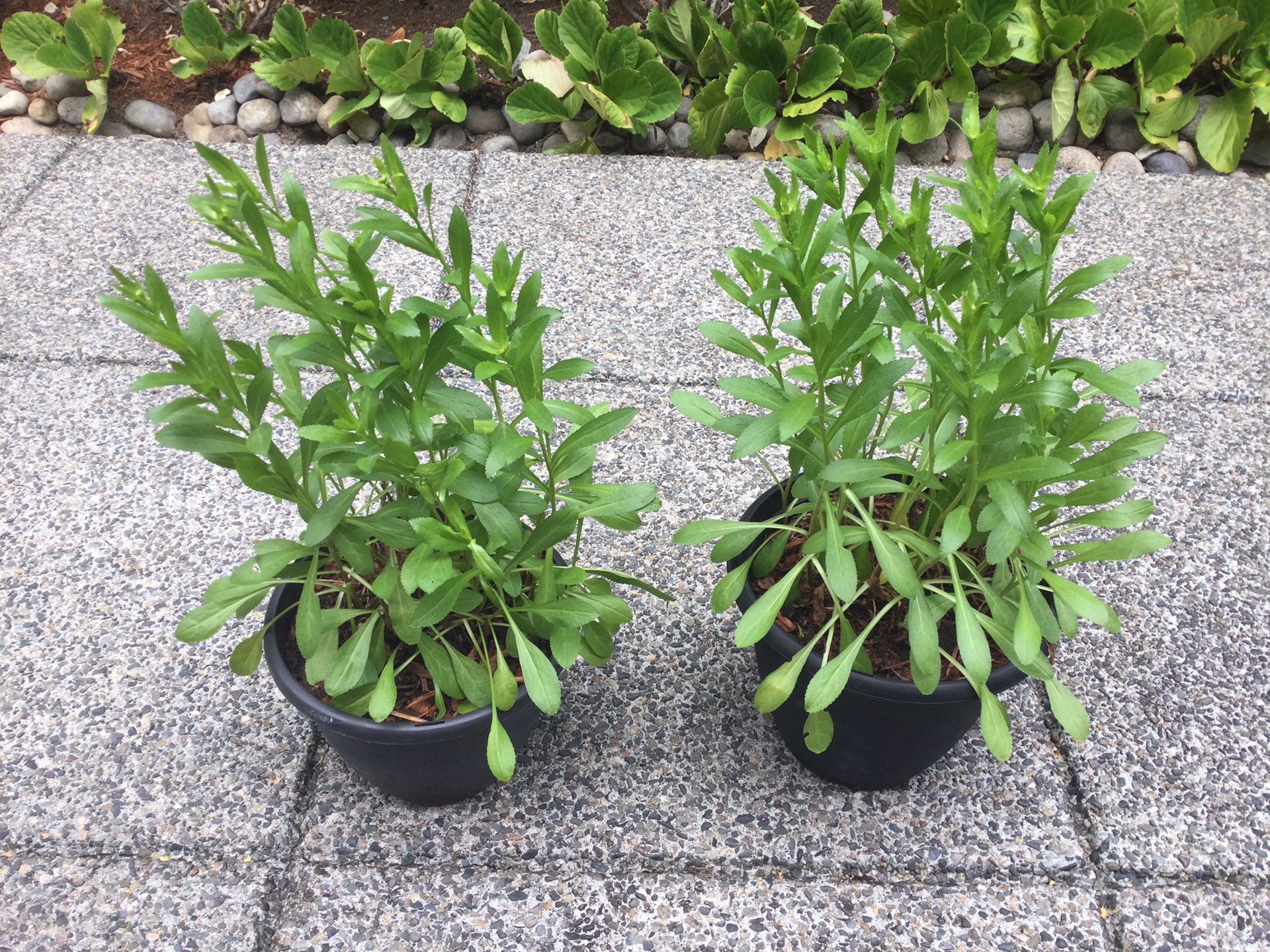 Shasta Daisies Perennial Plants — $10 For All