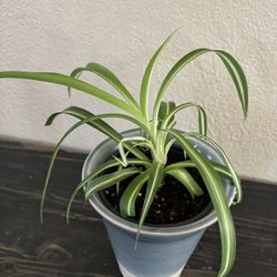 Variegated spider plant