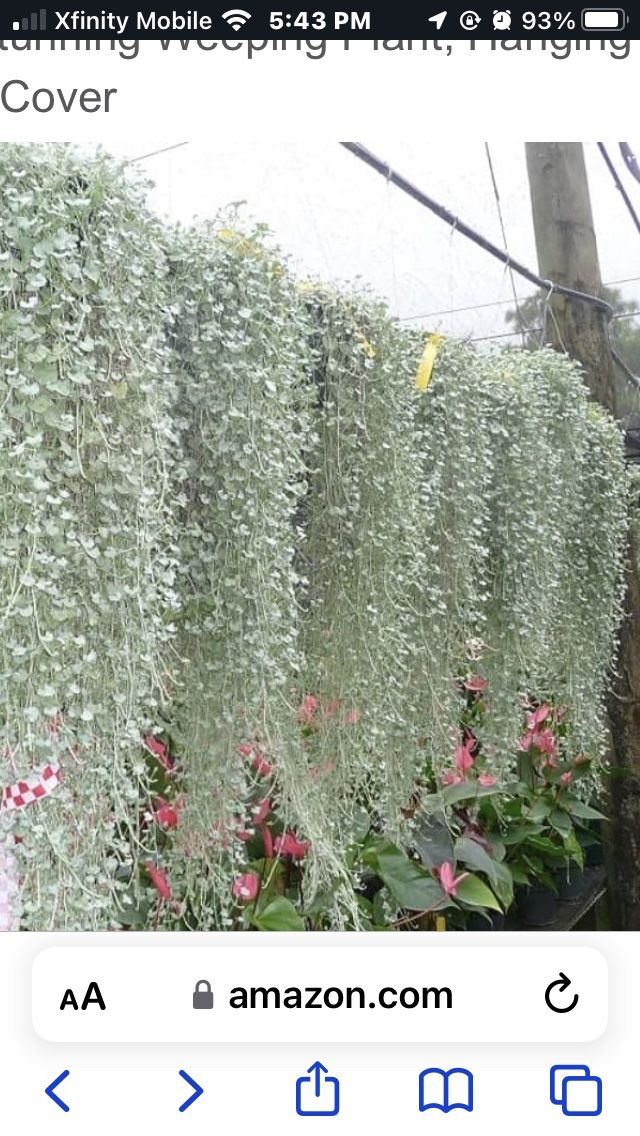 Dichondra plants perennial $4 each 20 available