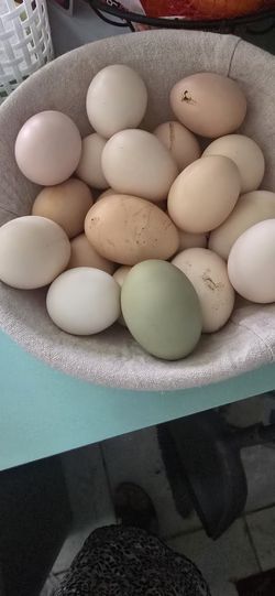 Fresh Eggs 