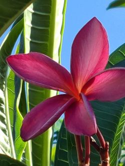 Plumeria