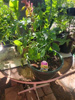 Hot pepper 🌶️ dragon roll plant