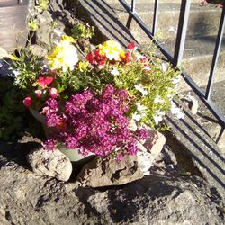 Hanging Baskets And Flower Pots 