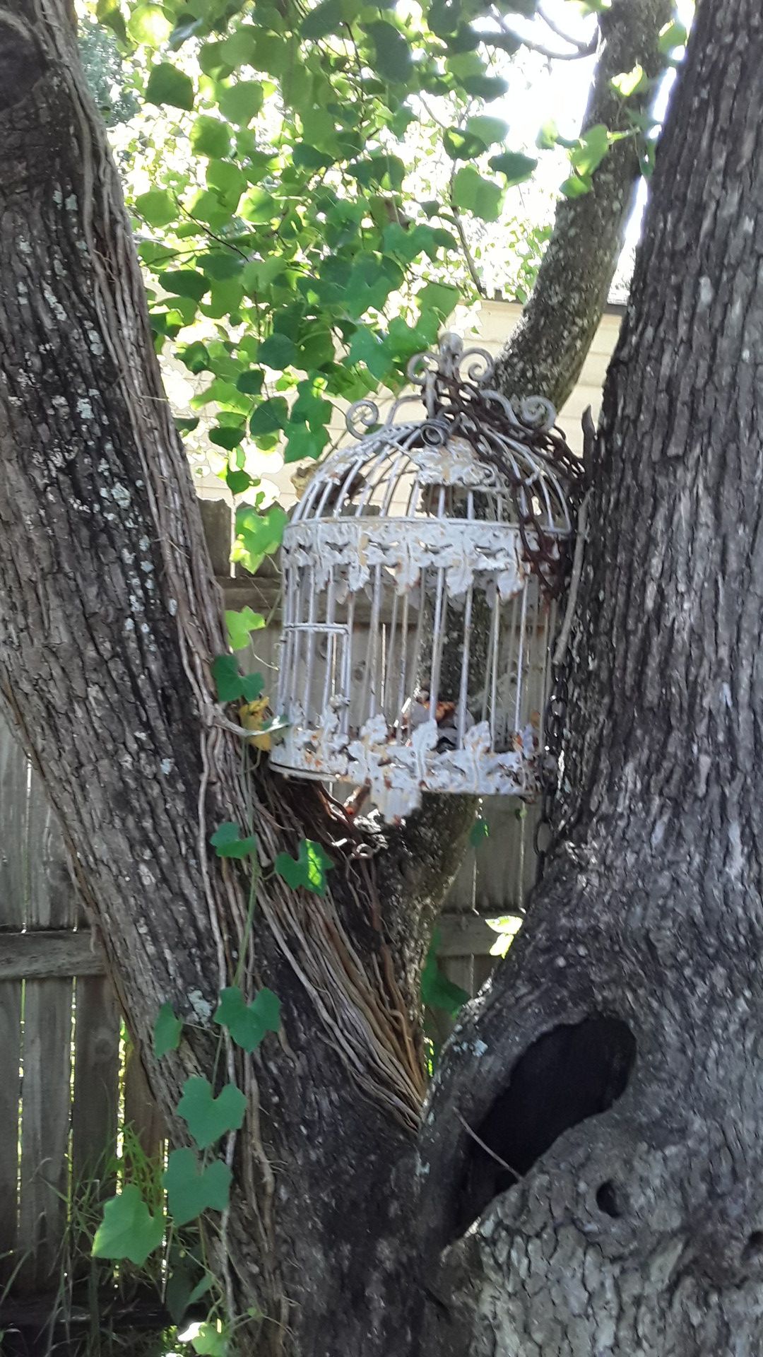 Bird cage for outdoor decoration