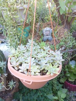 Suculentas En Basé Colgatina