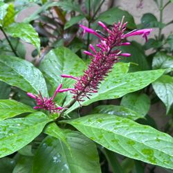 Hummingbird Plants.  Firespike Plants 