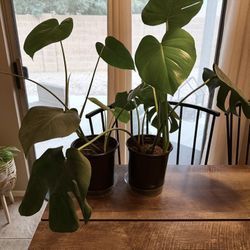 Real Monstera Plant - Set Of 2 - Both 6” Pot 
