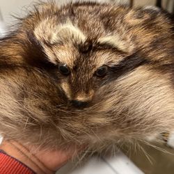 Real Raccoon Hat