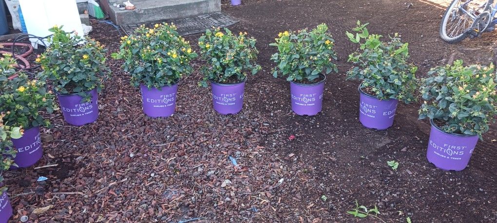 Pumpkin Hypericum Plants (8)