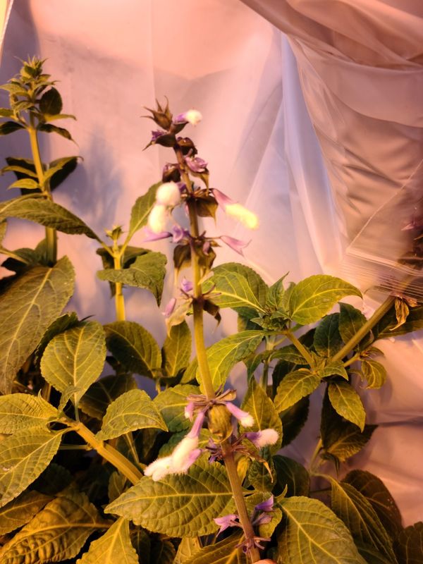 Salvia Divinorum Potted Plants. Diviners Sage Psychoactive for Sale in Battle Ground, WA OfferUp