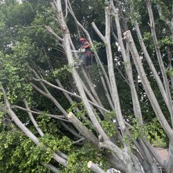 Tree Trimmer- Poda De Arboles 🌲 🌳 🌴 