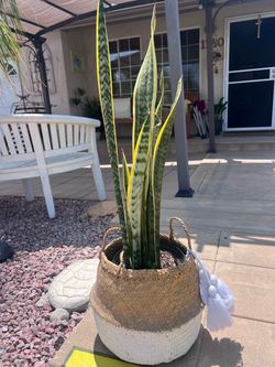Planta con canasto 36” de alta