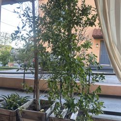 Free ficus trees 8