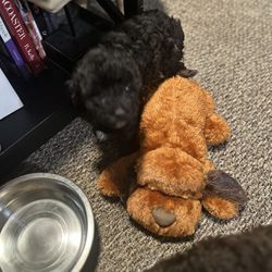 Plush Yorkiepoo’s