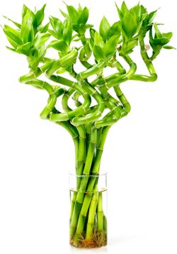 Fresh Lucky Bamboo 10 Stalks 8 Inch Spiral Style Live Plant