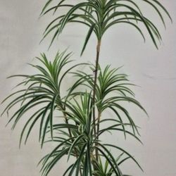 *** HOLIDAY SALE *** 5ft Faux Spider Dracaena Topped with Turquoise Stone / Lavender / Gysophila @ Lasting Creations