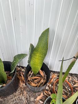 Whale Fin/ Sansaveria/Morher-in-Laws Tongue