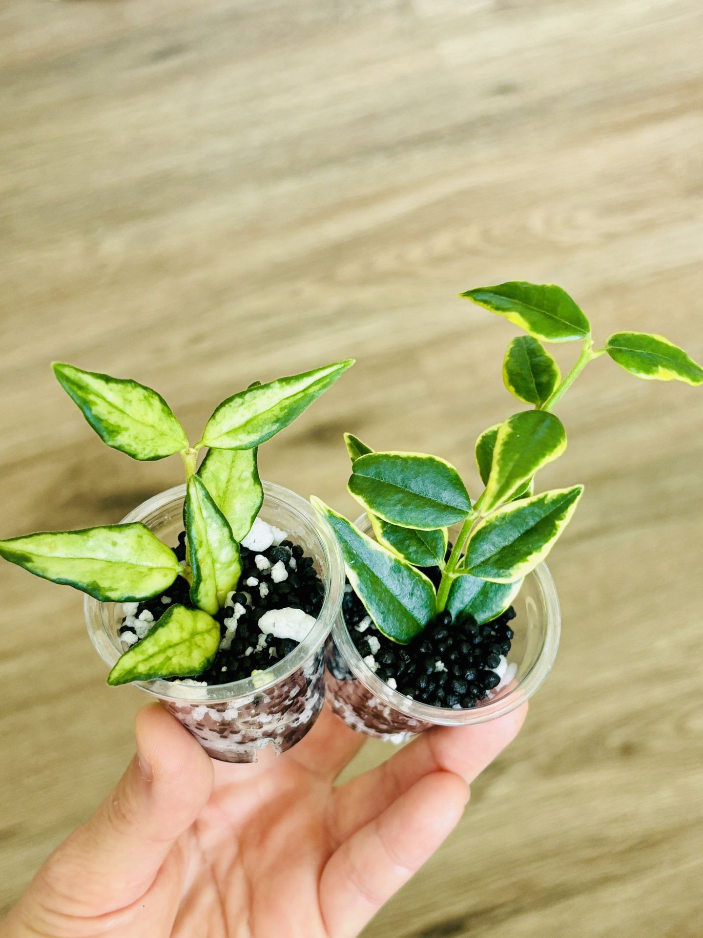 Hoya Bella Luis bois bundle set