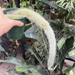 Monkey Tail cactus 
