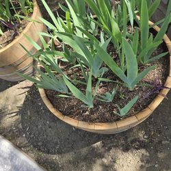 MIXED IRIS MANY COLORS TO PICK FROM