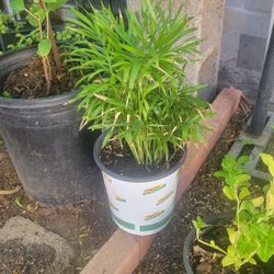 Parlor Plant