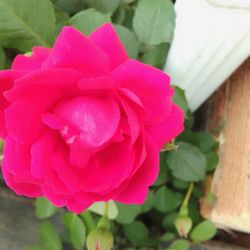 Bonita Planta Rosa Trepadora En $10 Dlls 