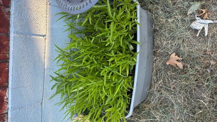 Asian plants
