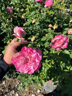 Nicole carol miller rose