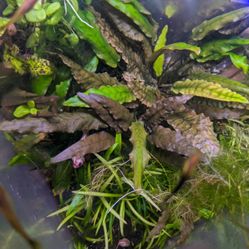 Cryptocoryne Wentii $5 Each